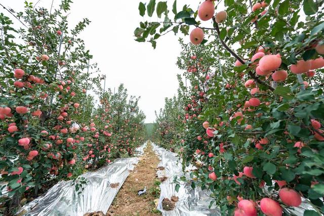 从套袋到不套袋，北方免套袋苹果该怎么种植？3个方面要搞清楚