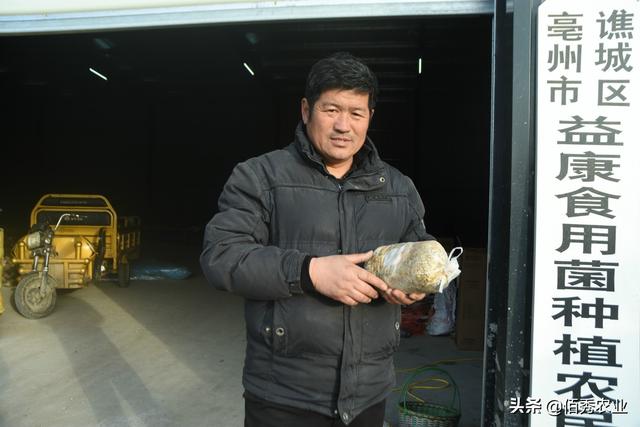 安徽农民种植50亩蘑菇，晒干700元一斤，预计毛收入140万