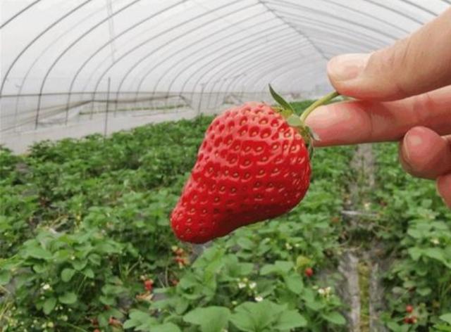 草莓种子种植多久开花结果