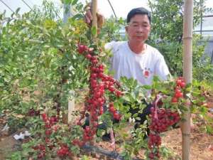 欧李种植基地(去年树苗卖了15万元，洛阳48岁农民种“贵族水果”致富)