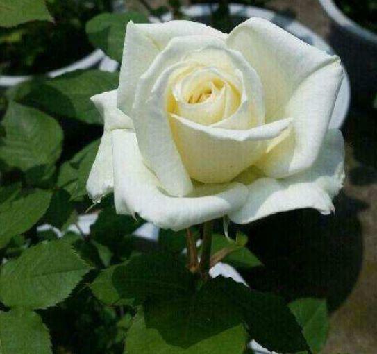 养花若要讲情调，就试着养盆“白玫瑰”，有一种纯洁美，还很好养