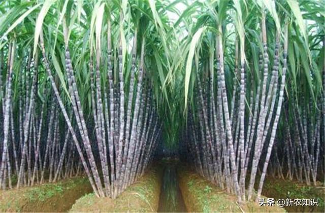 甘蔗高产高糖栽培技术，只有使用合适的方法，才能种出高质量甘蔗