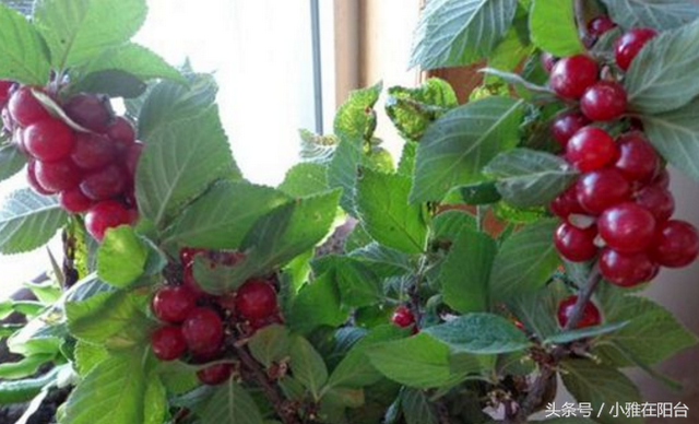适合种阳台的九种水果，漂亮好养味道好，果子摘下来就吃