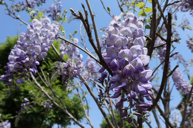 南方养紫藤花不开花？品种要选对，这4种紫藤，两广福建都能养