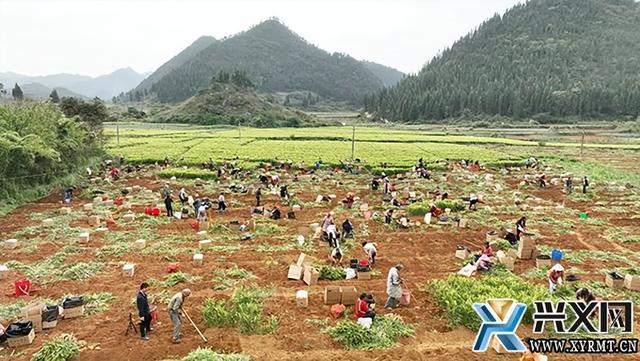 兴义市义龙新区：6.18万亩生姜喜获丰收 预计产值将达4.3亿元