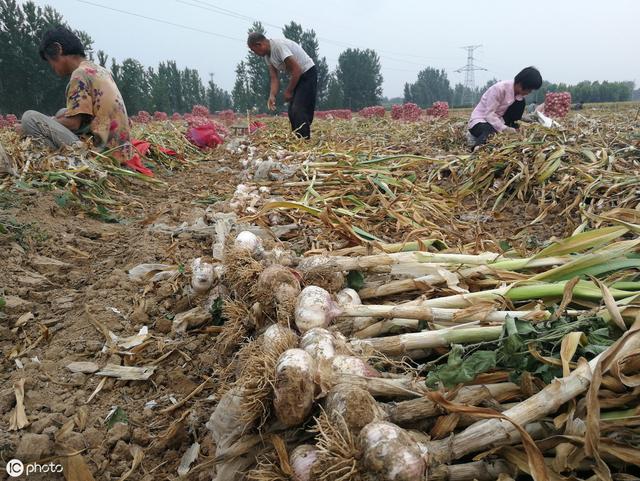 地膜大蒜高产栽培技术：从种到收8个步骤，助你亩产3500斤