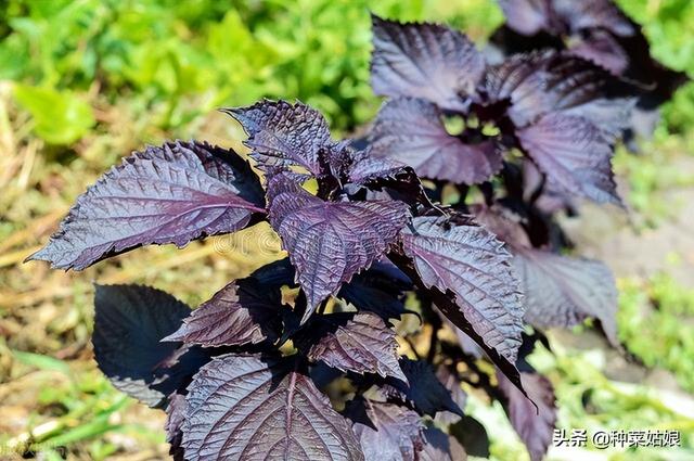 紫苏好种吗，什么时候种，有没有什么种植窍门？