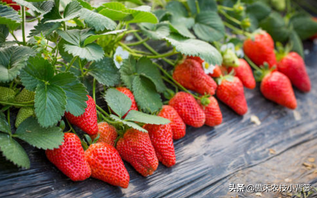 草莓上市早、产量高，促好花芽分化是关键，这十个管理技巧要用好