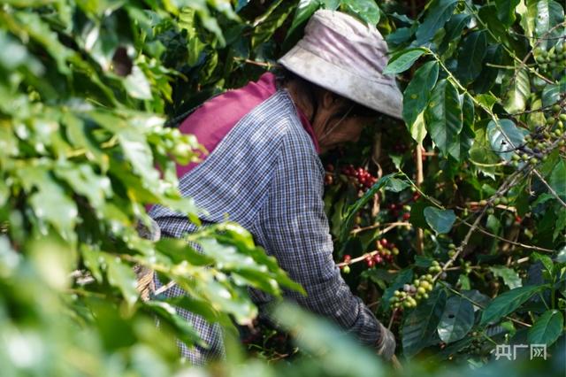 【新春走基层】从咖啡“小庄园”到产业“长链条”
