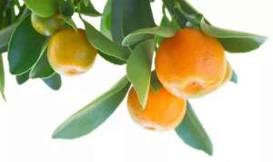 柑橘种植季节(什么时候适合种植柑橘？柑橘想高产卖高价，这么种就对了)