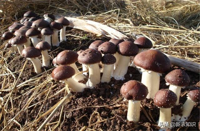 种植大球盖菇，使用正确的方式栽种，再使用科学的方式管理