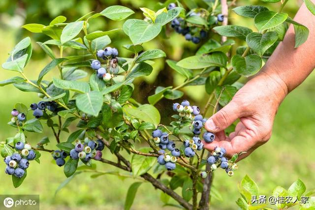 南方种植蓝莓，要选择好品种和注重管理