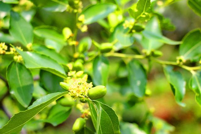 枣树栽培技术 枣树开花的习性