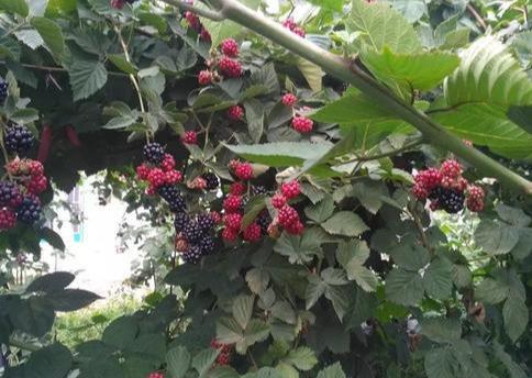 黑莓种植技术关键，掌握好修剪方式，从而达到丰收好方法