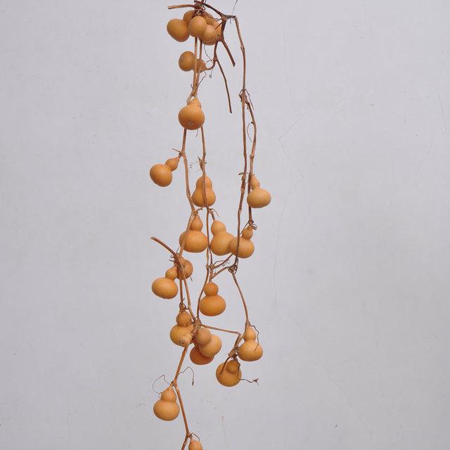 盆栽“小葫芦”，一盆能结几十个，福禄满阳台，越小越值钱