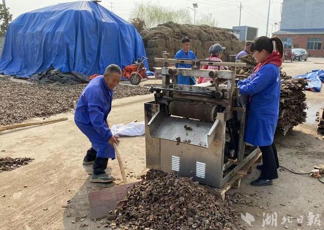 ​种植、收购、加工、物流、销售……襄阳樊城打造道地药材全产业链