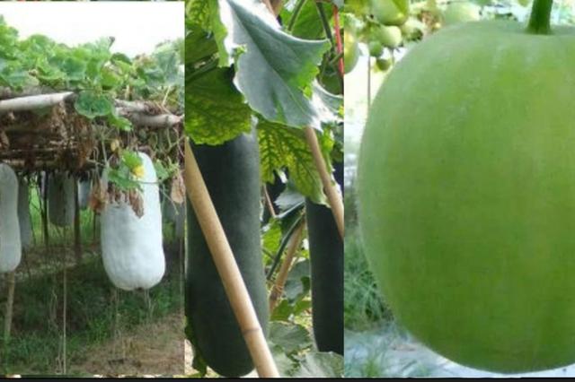 如何在露地栽培出高产量冬瓜呢？以下几点种植技术亩产量万多斤