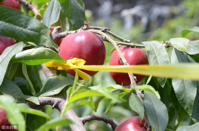 油桃怎么种植过程中需要注意什么？与您分享油桃种植经验