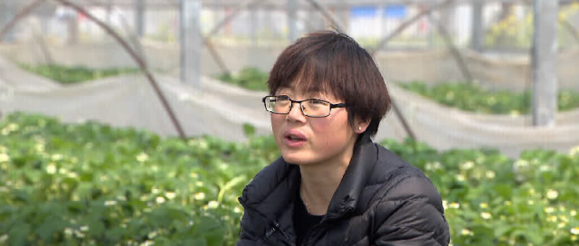 苏州姑娘返乡扎根农村，靠草莓一年卖70万元，带领农民脱贫致富