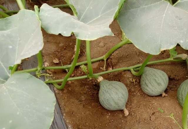 南瓜种植小技巧，掌握3点，结瓜多，个头大，种植方法简单