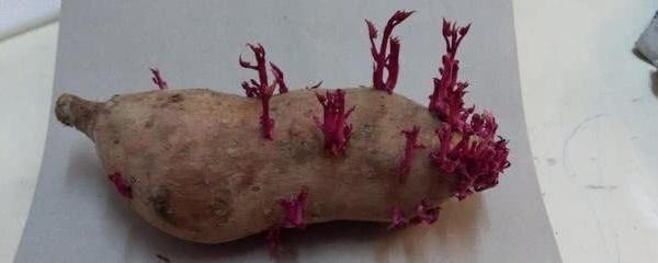 红薯花盆种植方法