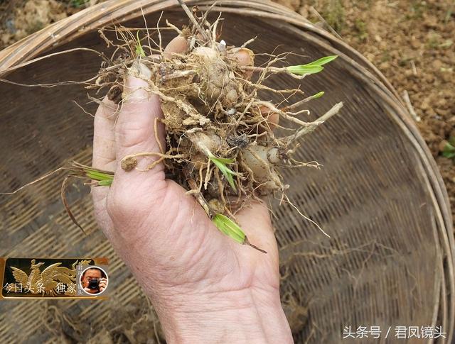 湖北宜昌：农民种植白芨！名贵中药材，售价320元一斤！