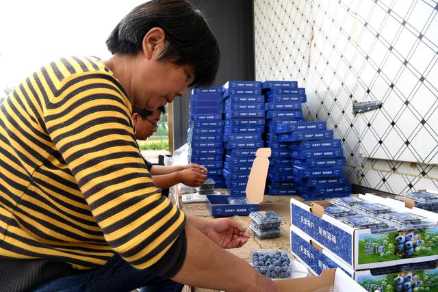 天津蓟州：蓝莓成为“致富果”