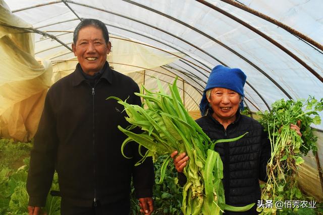 72岁农村大叔，种植反季节蔬菜年入2万元，他有三个种植窍门