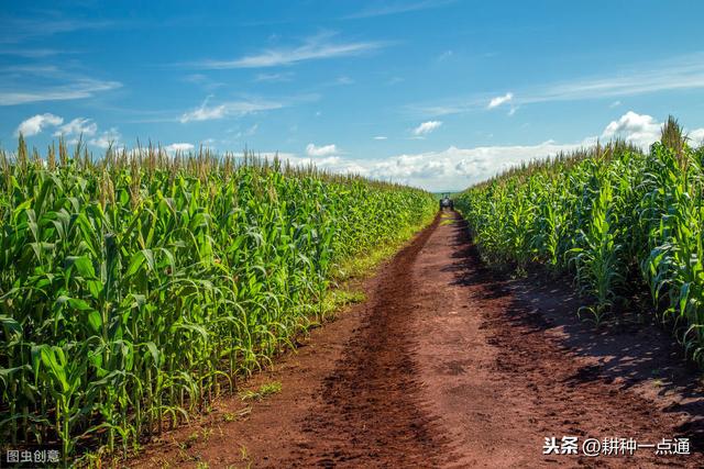 糯玉米高产栽培技术要点掌握好，收益就能增倍