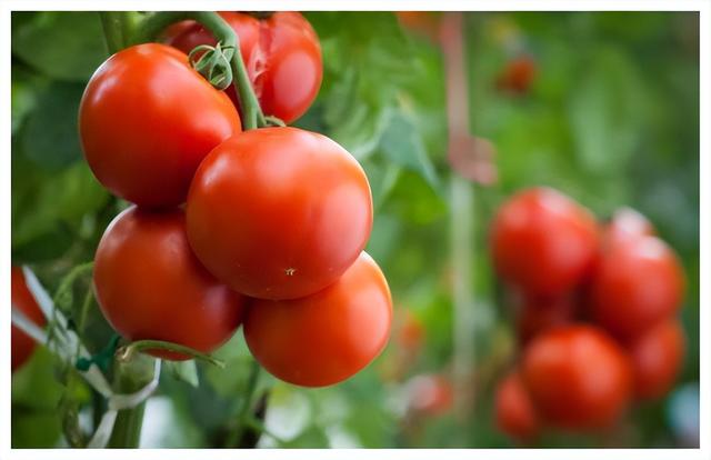一位支部书记带领村民种植高价草莓番茄，成功致富