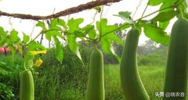 丝瓜的种植方法和管理技术