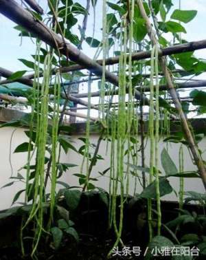 虹豆种植技术(家里种豇豆，一个小技巧，豇豆长得快，结得特别多)