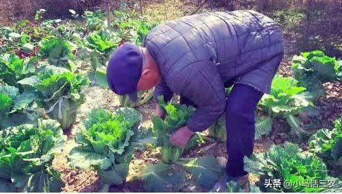 初秋种植的冬储大白菜，如何做好苗期管理才会提高产量