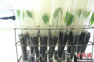 种植网(提高橡胶生产效率 中国热科院科研人员从“苗”上下工夫)