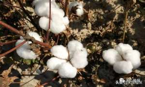 棉花种植管理技术(棉花栽培管理技术要点)