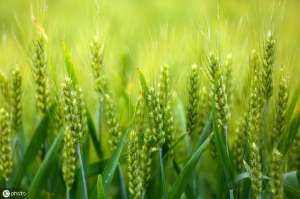 小麦种植规程(小麦标准化生产技术规程)