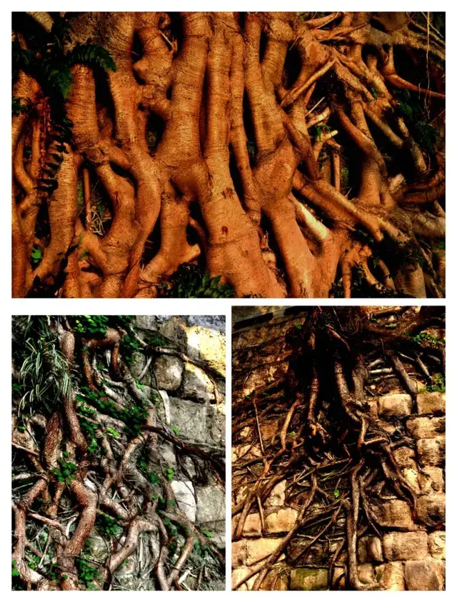 重庆城石坎上的黄葛树不是自然生长的，有人专门栽种