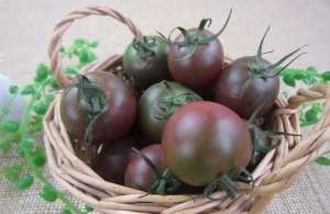 黑番茄如何种植(黑番茄你食用过吗，它的种植方法有技巧，选择土壤就是其中一步)