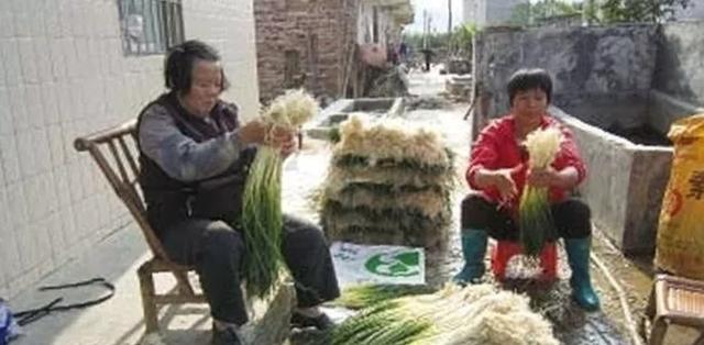 教你一个用稻草或芦萁捂土的简单方法，让你种的藠头既增产又省事