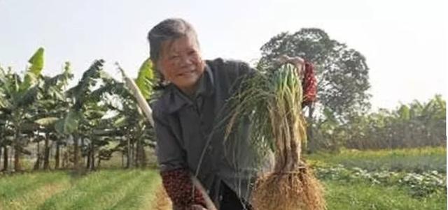 教你一个用稻草或芦萁捂土的简单方法，让你种的藠头既增产又省事