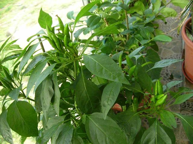 3月播种几粒辣椒种子，5月就结辣椒，枝上挂满了，漂亮又好吃