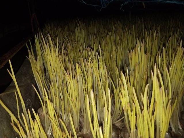 韭黄种植方案，从品种选择到采收，很全面，建议收藏