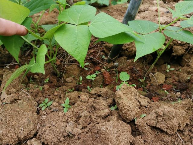 别人亩产量一万斤的春豆角是怎么种植出来的？这些详细要点是关键