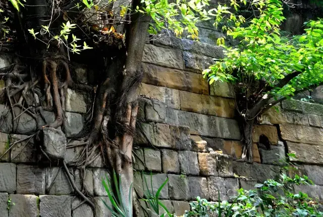 重庆城石坎上的黄葛树不是自然生长的，有人专门栽种