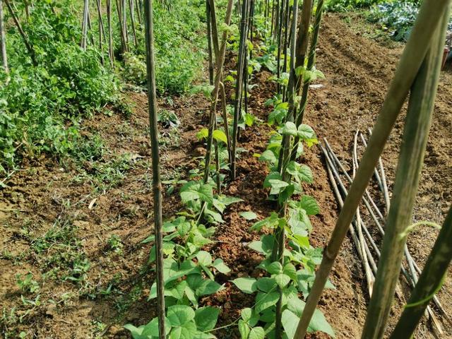 别人亩产量一万斤的春豆角是怎么种植出来的？这些详细要点是关键