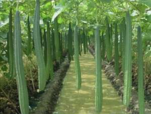 丝瓜的种植与管理(想要丝瓜产量高，就要了解丝瓜生长环境以及种植管理技术)