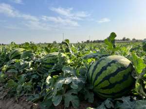 种植西瓜专用复合肥(西瓜怎么种植产量高？西瓜施肥用什么肥料好？)