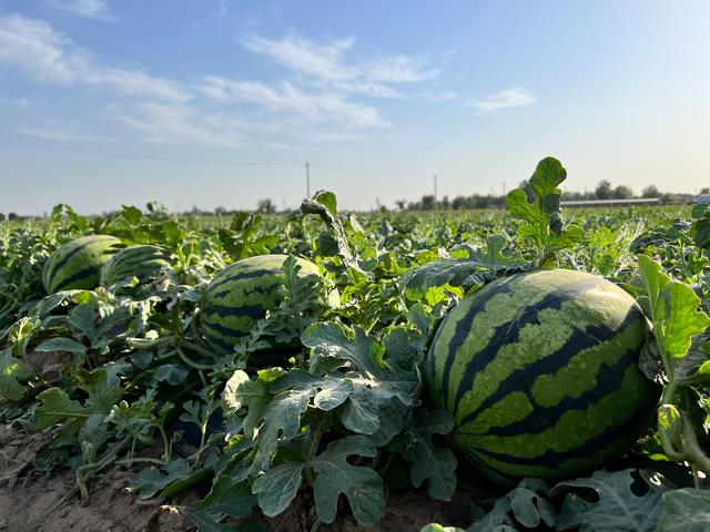 西瓜怎么种植产量高？西瓜施肥用什么肥料好？