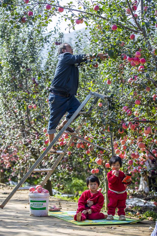云南昭通：85万亩苹果实现丰产丰收