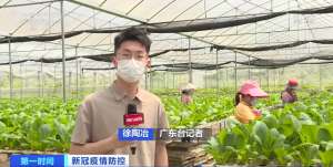 广东省蔬菜种植分布(广东广州：“菜篮子”供应充足，蔬菜在田面积约27万亩)
